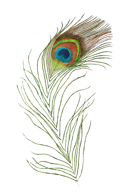 Signle Peacock Feather