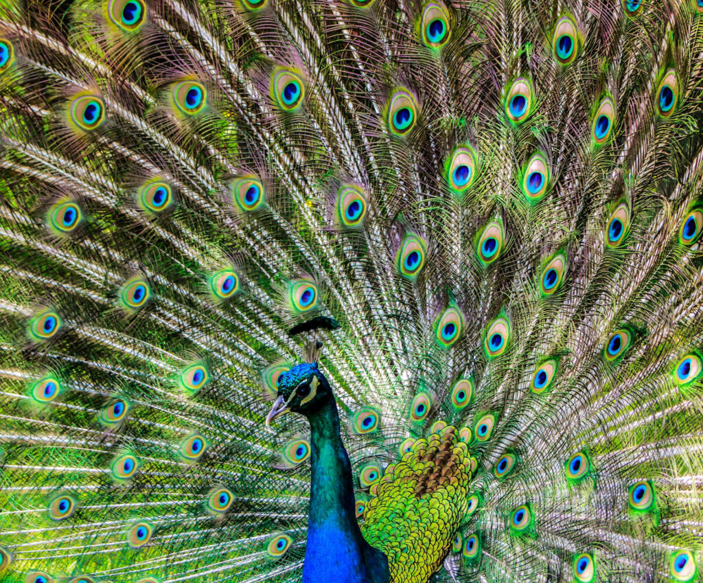 Peacock with expanded feathers