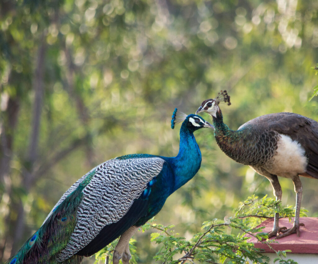 Pair of Peacocks